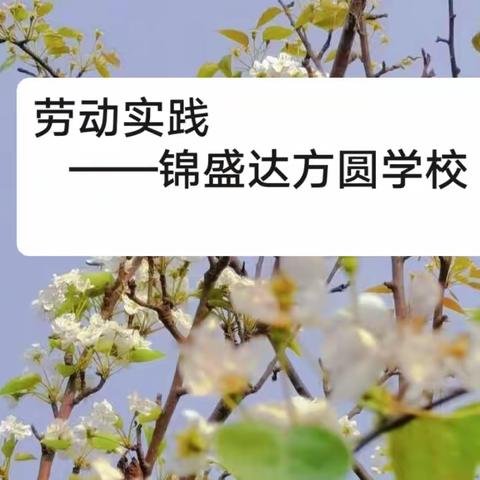 劳动创造梦想   实践促进成长——锦盛达方圆学校