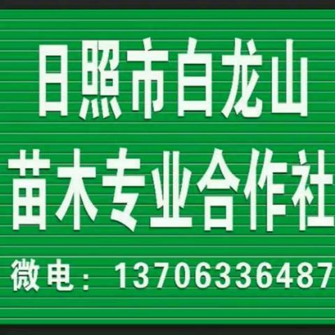 山东日照白龙山苗木合作社拥有苗圃300余亩，200余亩主营以五角枫、元宝枫丛生及独杆树为主，其他地方苗木为辅！