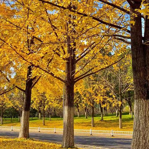 树叶的秘密—实验幼儿园吾悦园小四班
