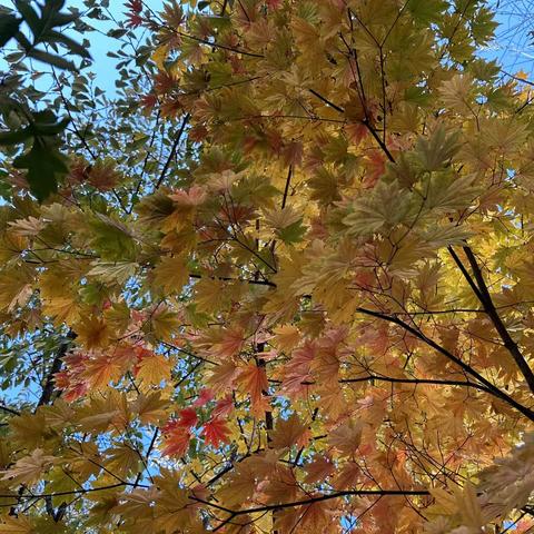 蓝天幼儿园大二班走出幼儿园感受秋天变化主题活动（一🍂知秋）