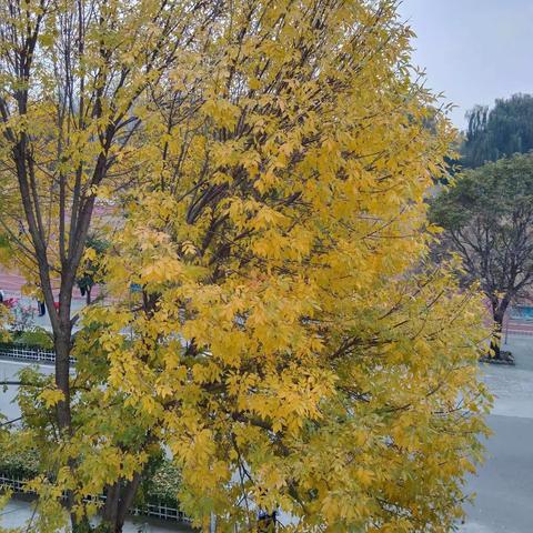 秋日暖阳沐人心、送课下乡传真情——2023梁山县初中优师“送课下乡”活动走进馆驿一中