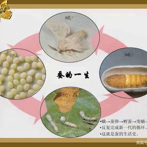 科学活动：蚕宝宝观察活动