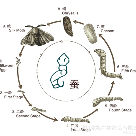 快乐养蚕的观察日记 ——302班徐婧