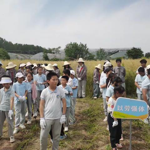 花香变油香  油菜收割忙