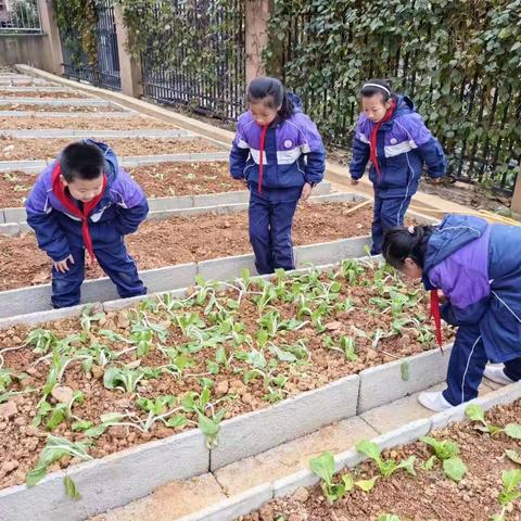 【丁香小学2009学思中队】在课后开展了“走出狭小的课堂，走进现实生活”劳动实践活动