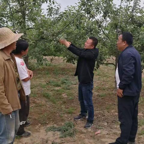 【旅游新天地 休闲河庄坪】宝塔区河庄坪镇“延安苹果”示范区建设