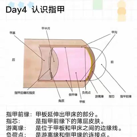 省委机关幼儿园托班生活化课程—第三周（指甲）