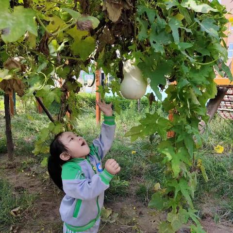 当萌娃遇见“葫芦娃”|第六幼儿园葫芦收获记