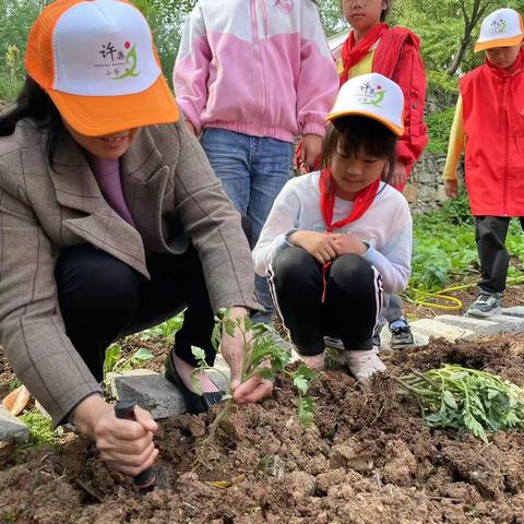 我的校园有点“田”，——仙居乡许集小学劳动教育实践活动