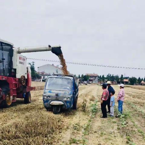 徐州市第二实验幼儿园—二十四节气之芒种活动