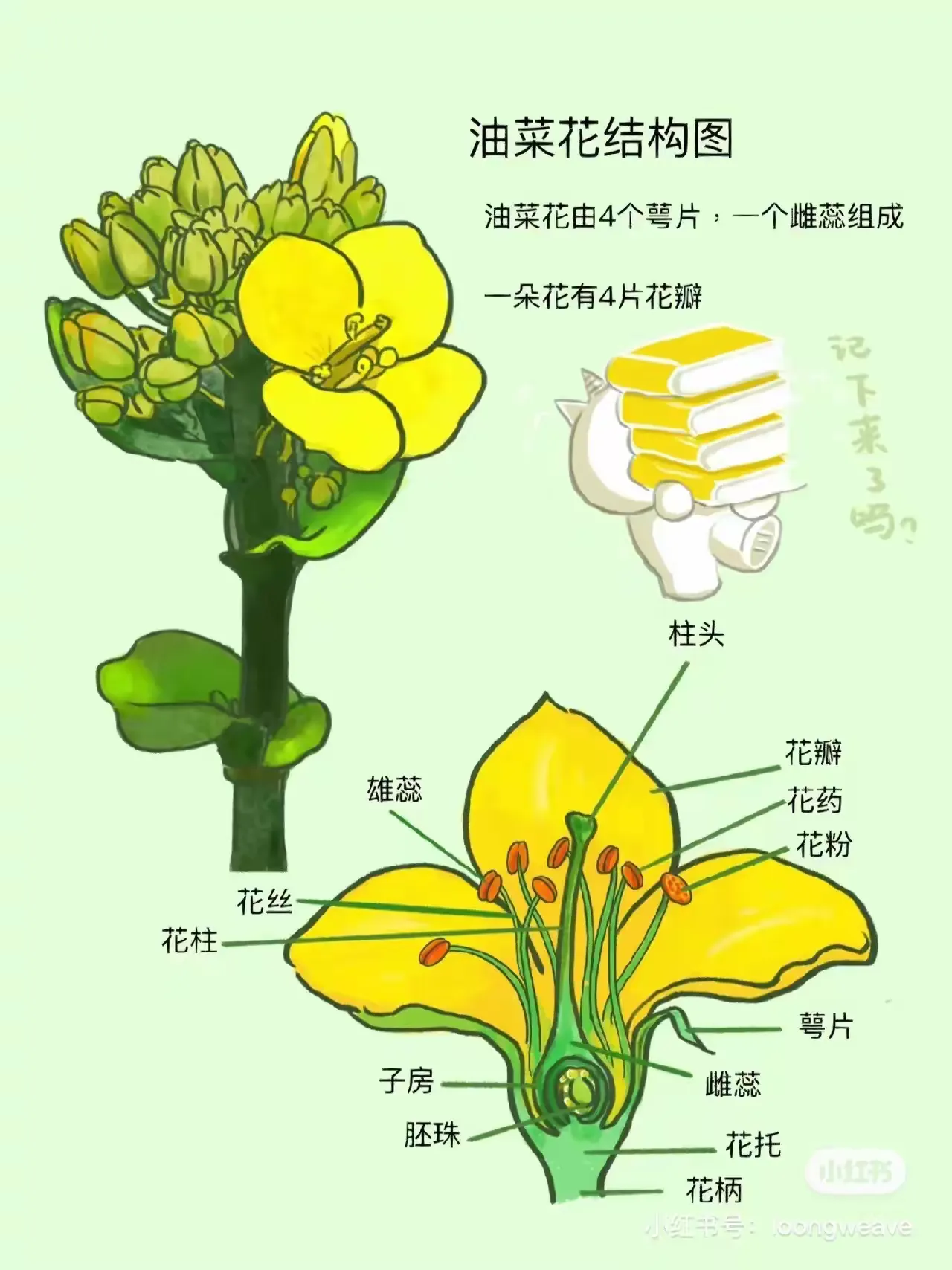 了解油菜花的造型特点知道油菜花的组成感受色彩美创意美术活动— 