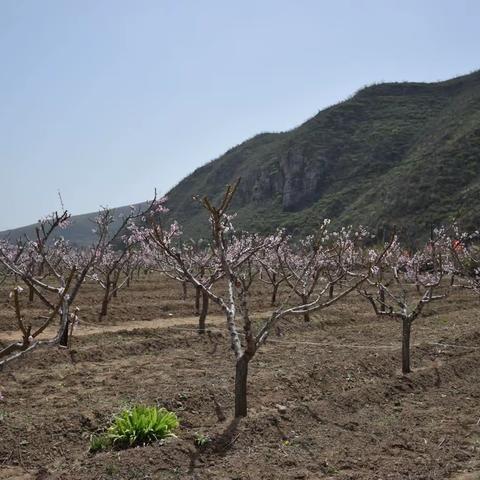 春到寨上 桃花盛开