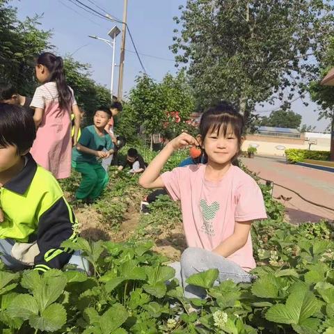 “莓”好生活，“撷”手相伴——树路小学开展草莓采摘劳动教育活动