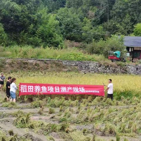 凤冈县农业农村局到进化镇黄荆村开展稻渔综合种养示范基地进行测产验收