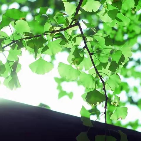 观课促提升 交流共成长 ﻿﻿——三、四年级集体教研活动