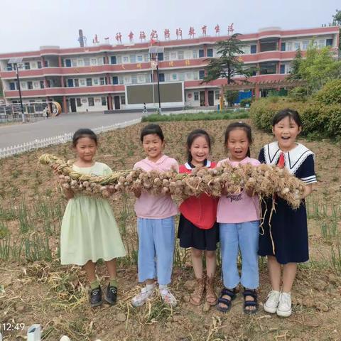 别样的五月，蒜香飘……    ——九里山小学二二中队大蒜收获纪实