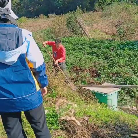 秋收之乐，只“薯”于你—思源幼儿园秋收活动