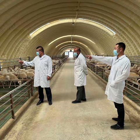 养上致富羊，百姓喜洋洋