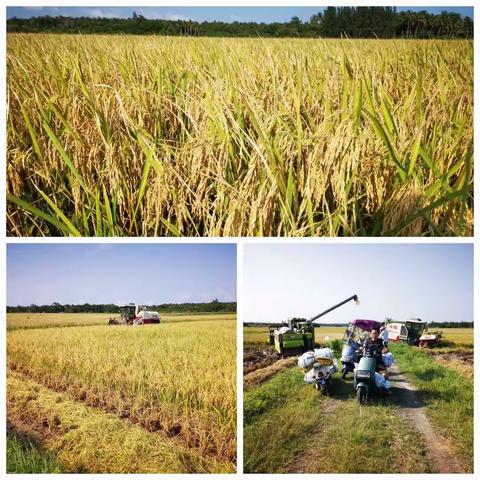 文昌市早稻获丰收，农民增收喜笑颜开