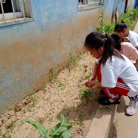 城关镇中心小学一年级校内实践劳动