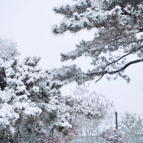 银装素裹宛如画 扫雪除冰护校园——新屯小学扫雪除冰行动纪实