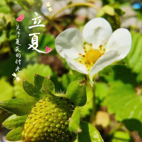 立夏“食”节,美好“食”光