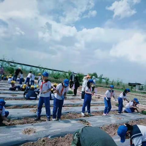 享劳动之乐   悟劳动之美——兴庆区第三小学四4班劳动实践活动纪实