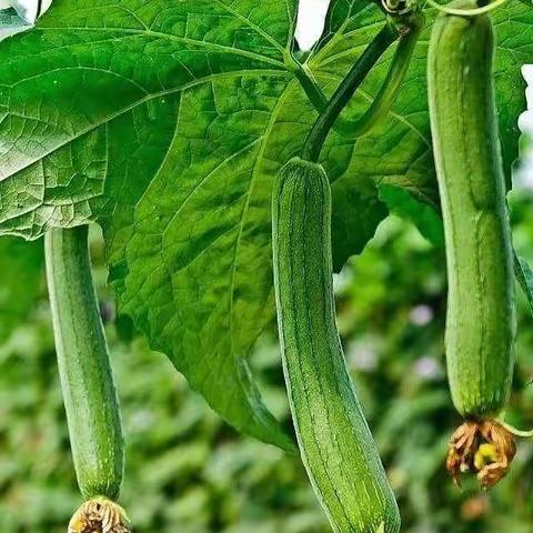 马蒂斯第十五次课——《丝瓜小鸡》