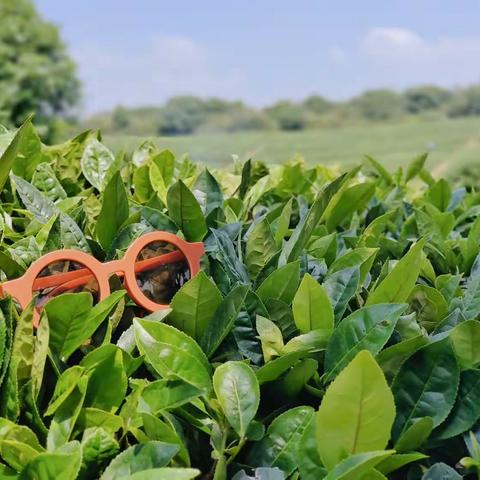 一芽一叶，一茶一世界