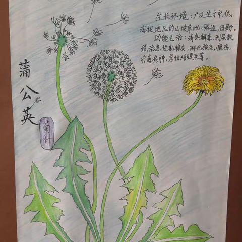 【阳光校园】画百草 学百科--晁陂镇草场吴小学一节美术课成果记录