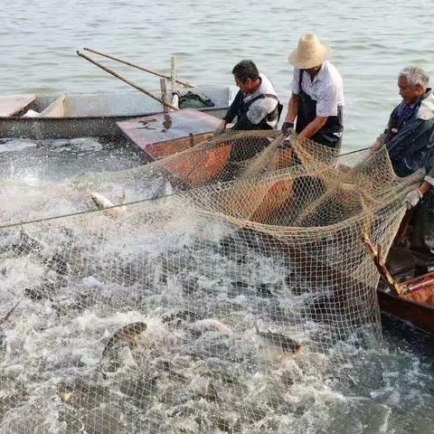 热烈庆祝清河首届“鱼王”大赛暨“乡村振兴电商直播节”暨“衣食住行展销会”盛大开幕！