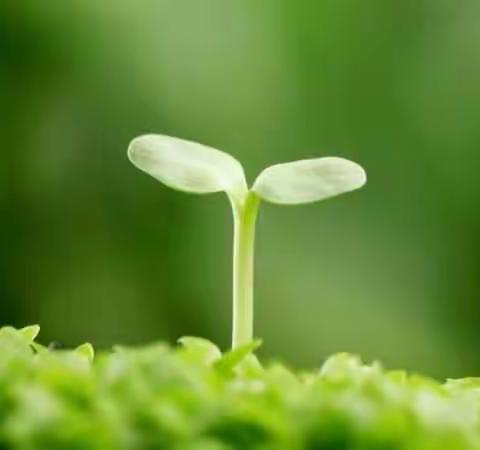 迁安市第二实验小学幼儿园——“我”和“种子”有个约会！