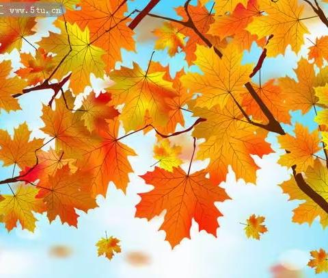 【总第42期】秋意尚未走远，还在诗里流淌——2022年11月8日秋叶主题练笔诗