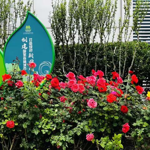 南希幼儿园～中五班本周展示(5.15～5.19)