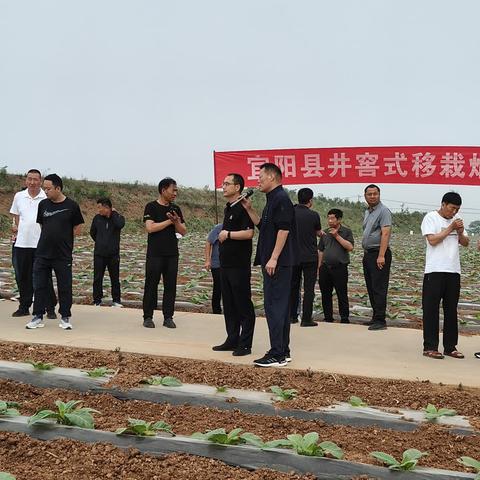 我县召开井窖式小苗移栽观摩现场会