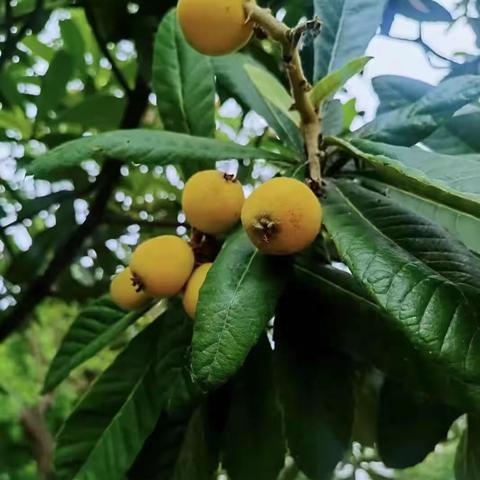 “枇”里“杷”啦之乐此不“枇”——“枇杷膏”洛水慈济幼儿园大二班食育课