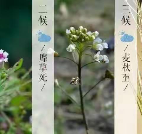 🌾🌾小满小满，麦粒渐满🌾 🌾             ——武侯区新时代幼儿园