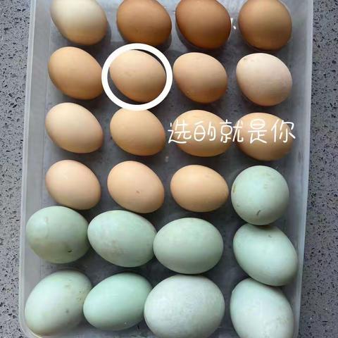 我的护蛋行动