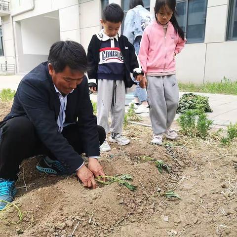 好事“花”生，“薯”你最棒——郑州经开区育才小学举行夏季种植活动