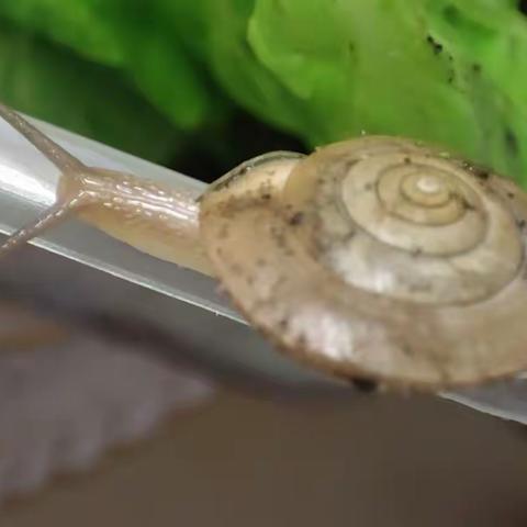 欢迎来到蜗牛🐌的小世界