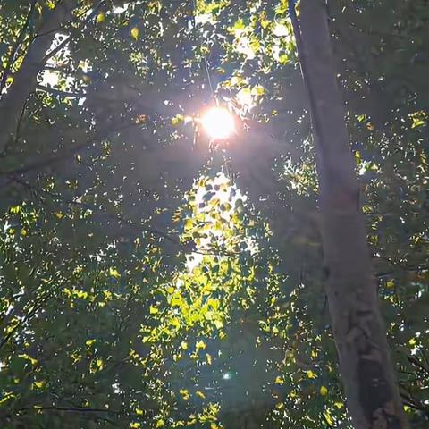 成长纪念册 —六（6）班 张雪琪