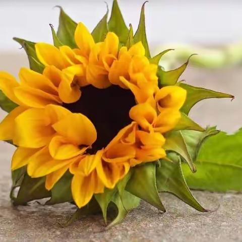 “红领巾心向党 小岗位大梦想” ——隰县第四小学2023年少先队大队委竞选活动