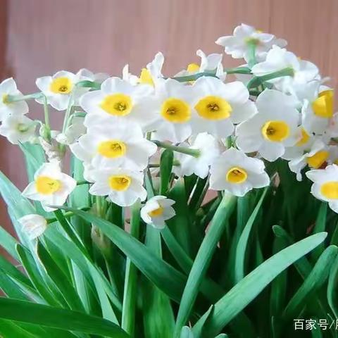 水仙花