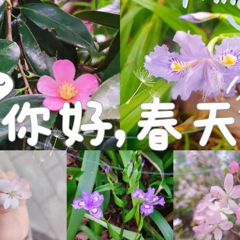 你好，春天——湘钢三校2106班自然课程之“探索植物的奥秘”