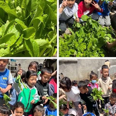 乔瓦镇幼儿园大一班___小白菜🥬丰收啦！