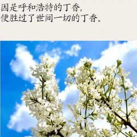 丁香花开，“结”满青城