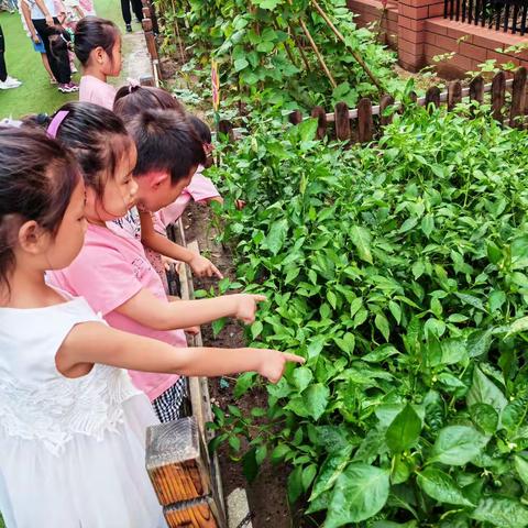 种植绿色，收获快乐