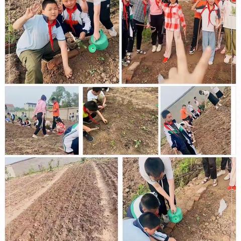 走进劳动基地 体验劳动快乐 ——新开镇周桥中心小学劳动基地实践活动