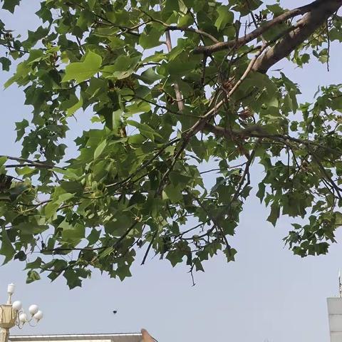 夏木成荫，莫负初心——实习心得