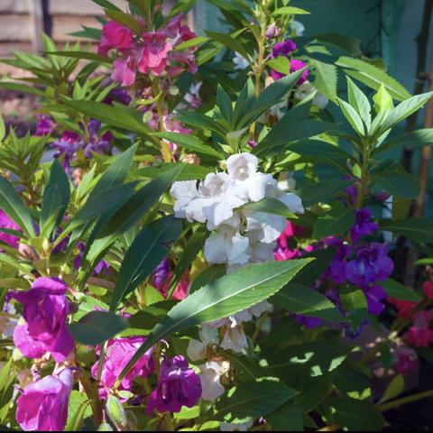 凤仙花种植日记